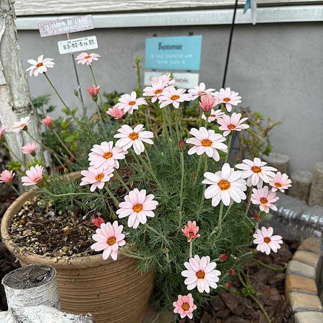 Mutsumiさんの部屋