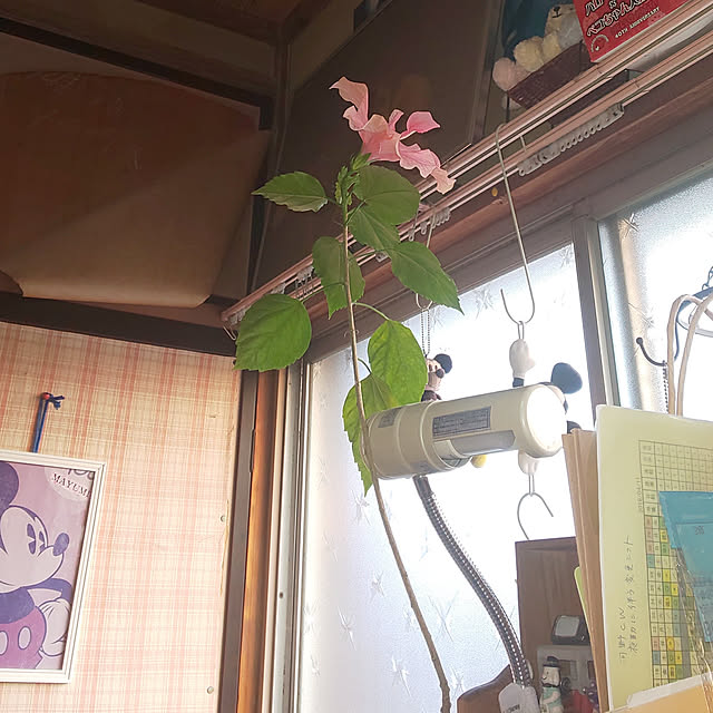 mayumayumakomakoさんの実例写真
