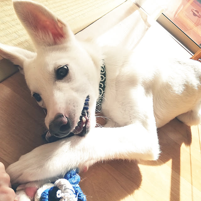 coupeさんの実例写真