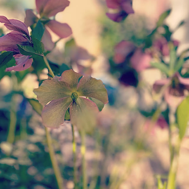 moainanoさんの部屋