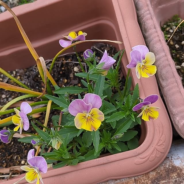 minnieさんの部屋