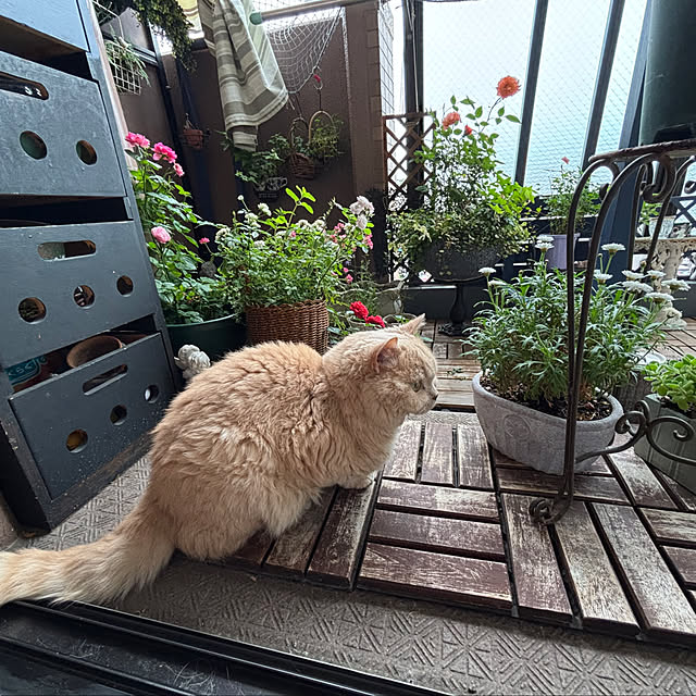 naokoさんの部屋