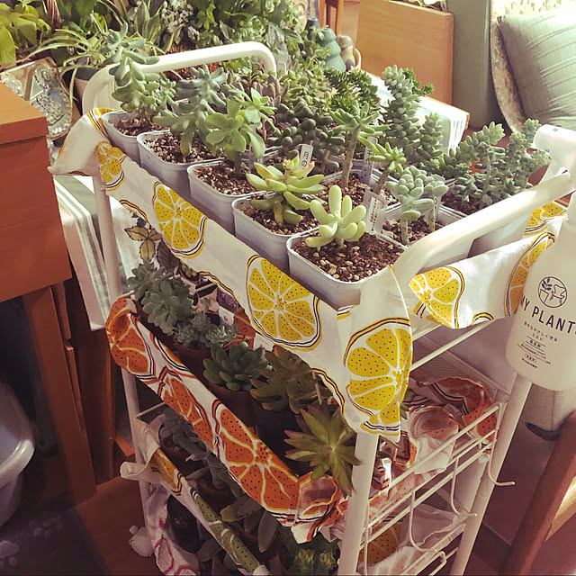 uchidaizuさんの実例写真