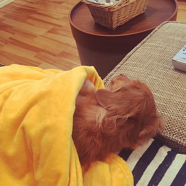 cocoaさんの実例写真