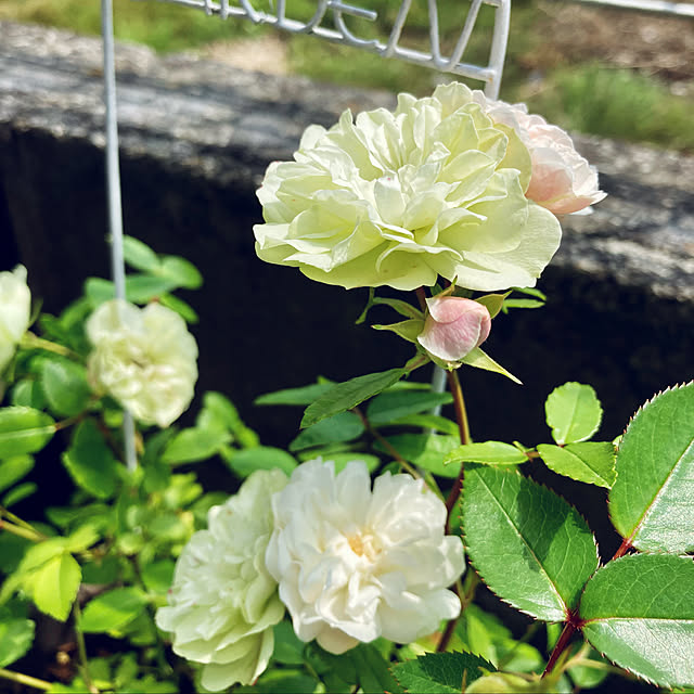 CoCo0617さんの実例写真