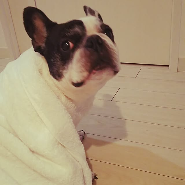 panchobiさんの実例写真