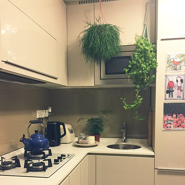 キッチン/観葉植物/食器/北欧のインテリア実例 - 2016-10-10 23:06:47
