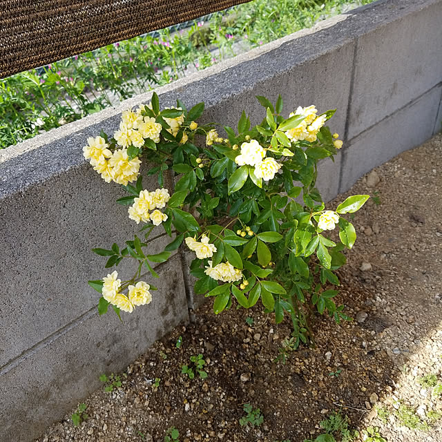 kanako97さんの実例写真