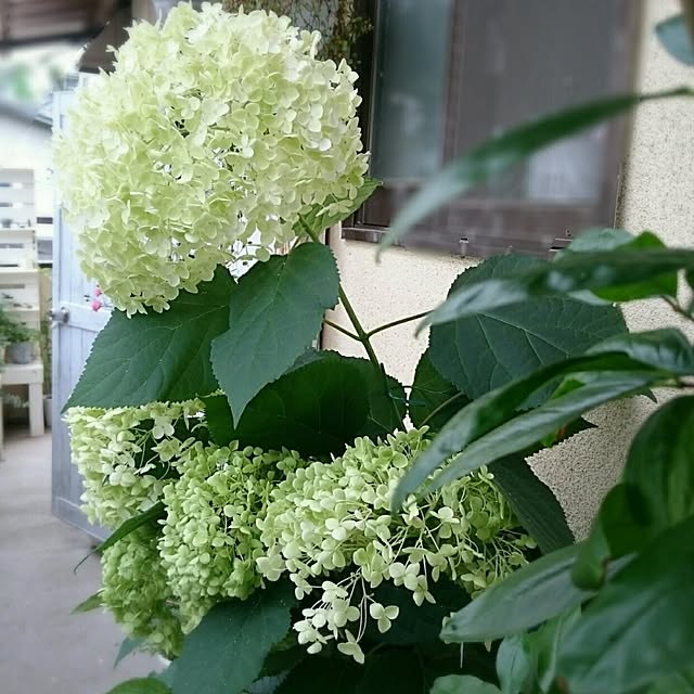 miho.okuさんの実例写真