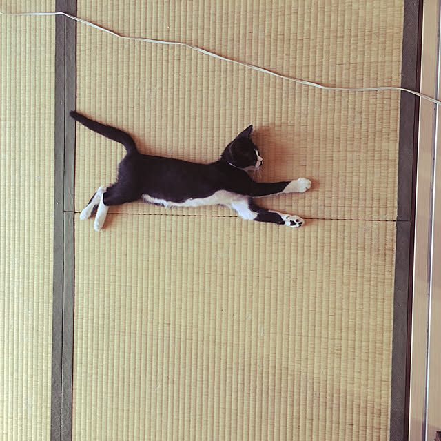 nekoさんの実例写真