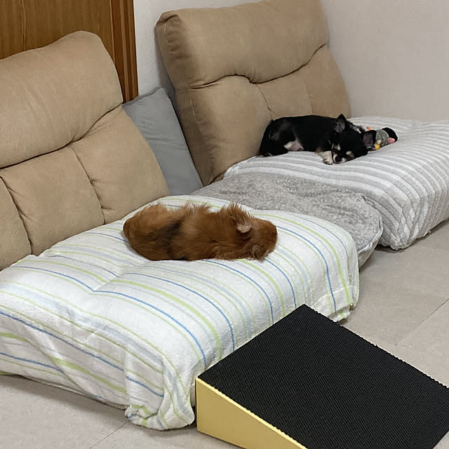 koroさんの実例写真