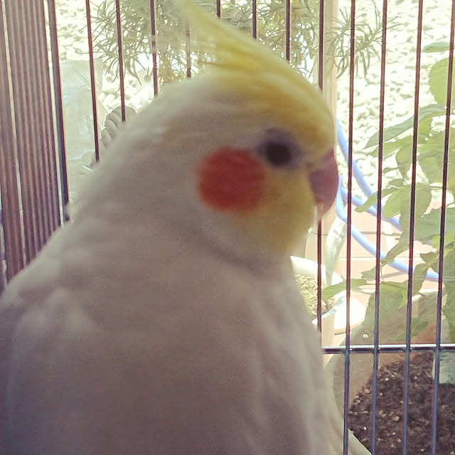 MIUOOさんの実例写真