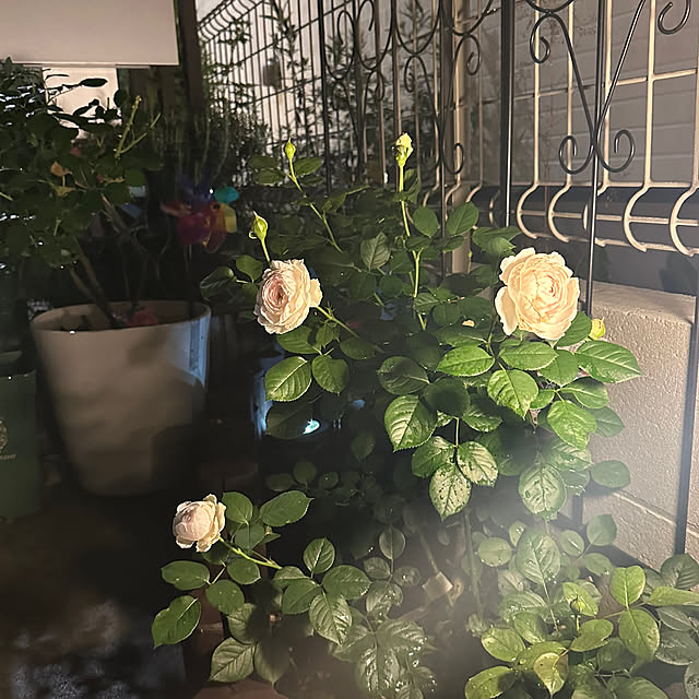 実例写真