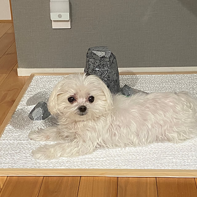 runmalgoさんの部屋