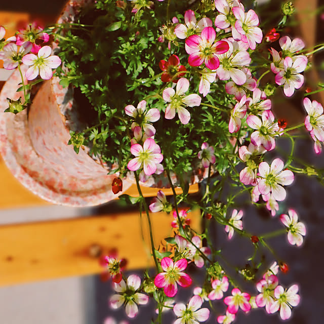 glassflowerさんの実例写真