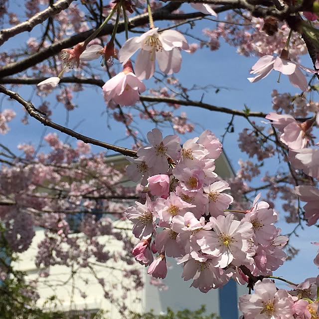 棚/カメラマークを消したくて/さくら越しのマイホーム/外観/インテリアじゃなくてごめんなさい...などのインテリア実例 - 2016-04-13 12:30:27
