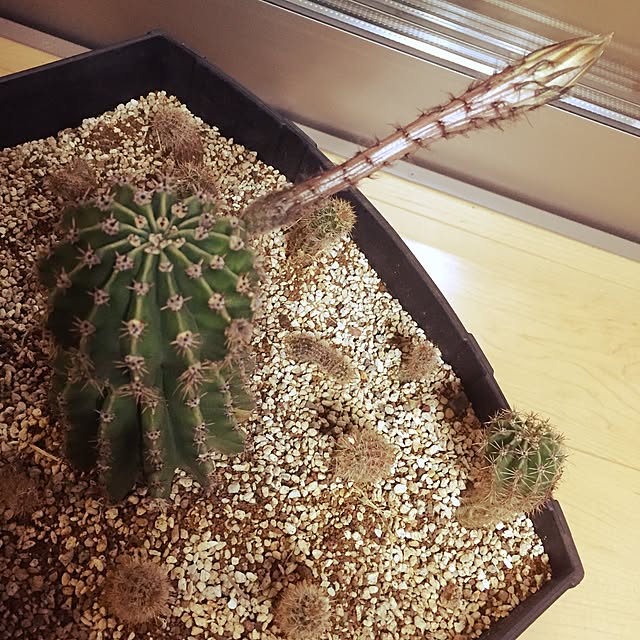 p.oさんの実例写真