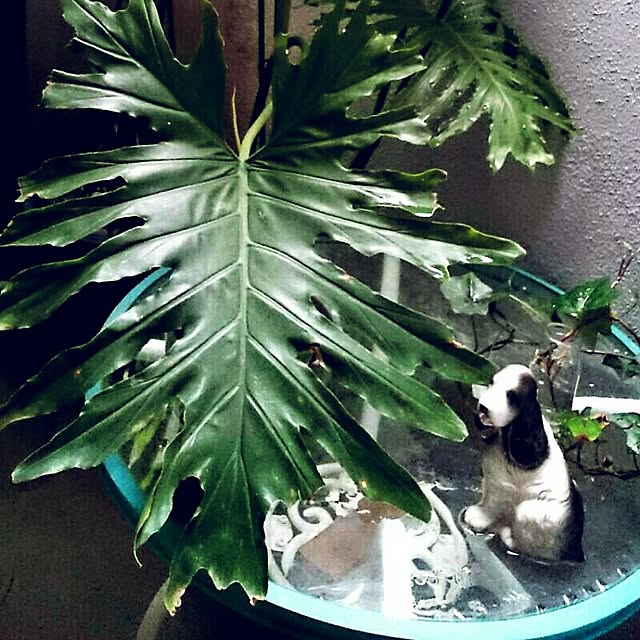 minasaboさんの実例写真