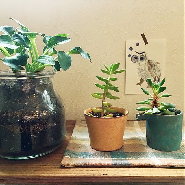 棚/みどりのある暮らし/作家もの器/多肉植物/ガラス瓶...などのインテリア実例 - 2018-05-19 11:50:34