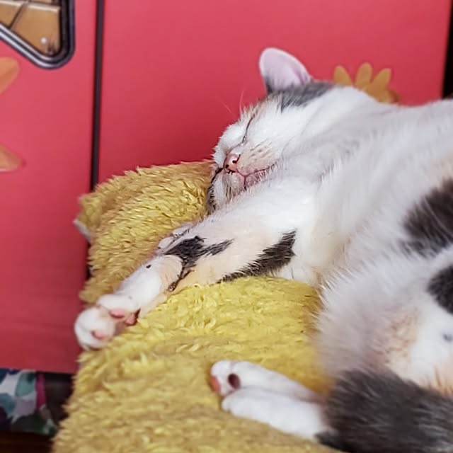 kumutanさんの部屋