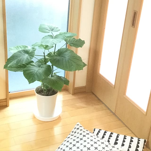 nyantaroさんの実例写真