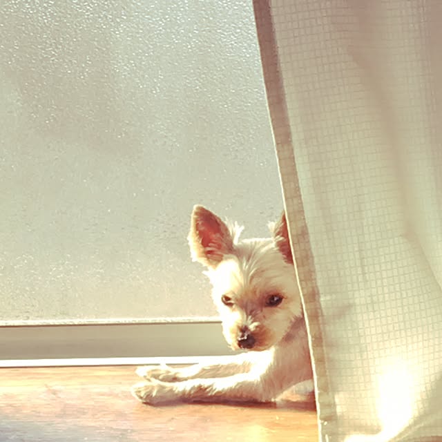 ohanaさんの実例写真