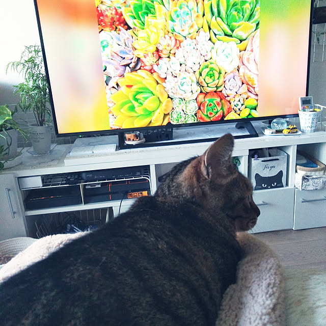 futukoさんの実例写真
