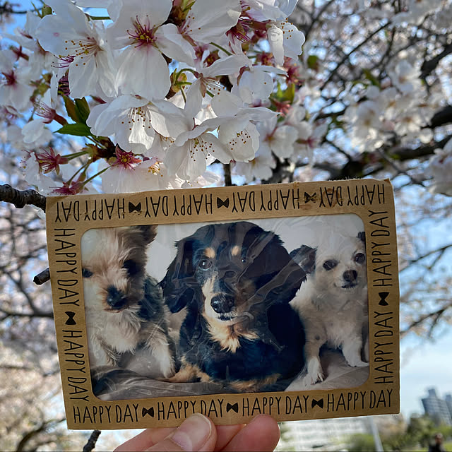 ohanaさんの実例写真