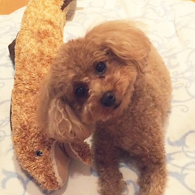 Momoさんの実例写真