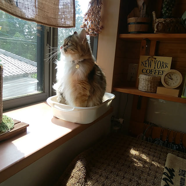 Brown.Lifeさんの実例写真