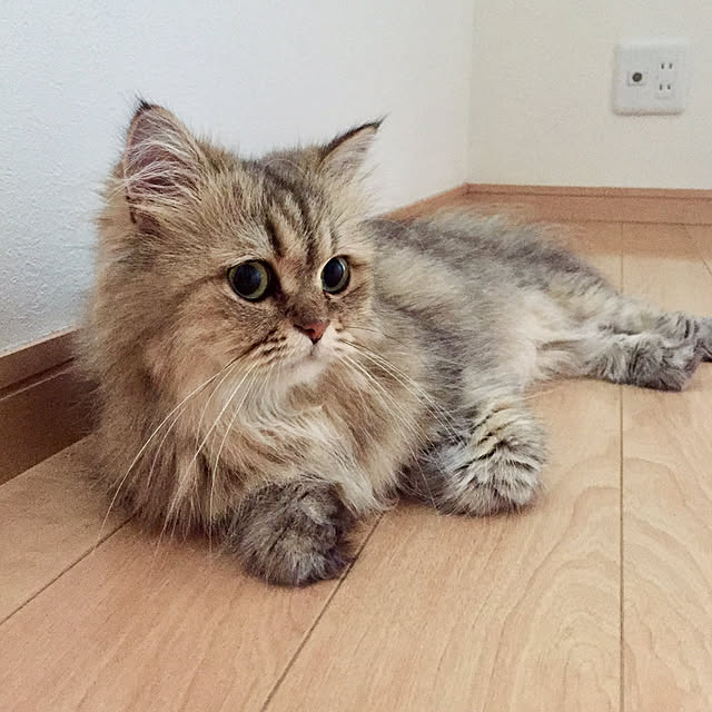 butachanさんの実例写真