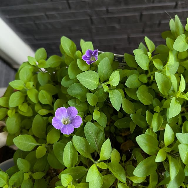 minnieさんの部屋