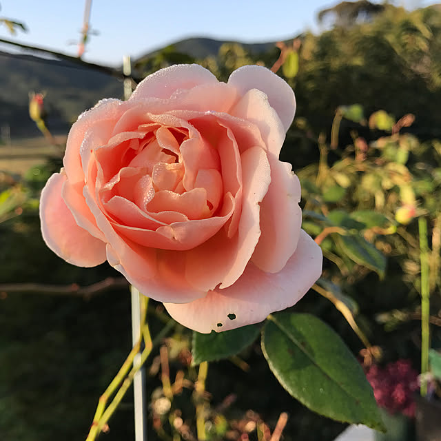 sakurasakuさんの実例写真