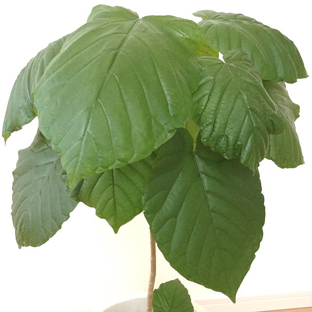 dicekbeetleさんの実例写真