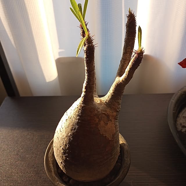 brooklynさんの実例写真