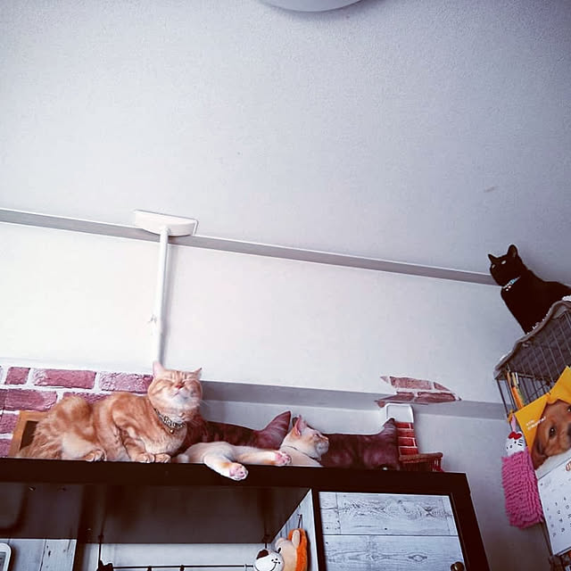 mntcさんの実例写真