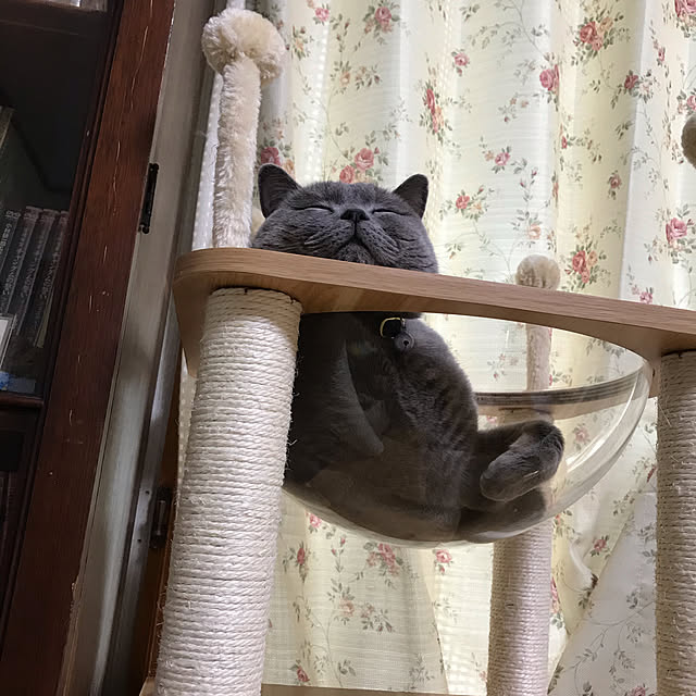 Sumomoさんの実例写真