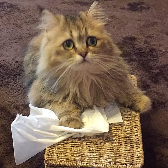 butachanさんの実例写真