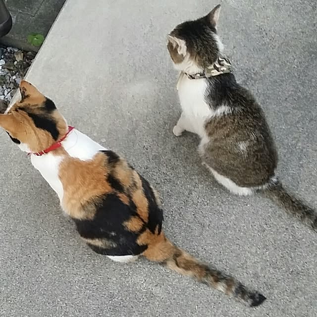 lemoned1126さんの実例写真
