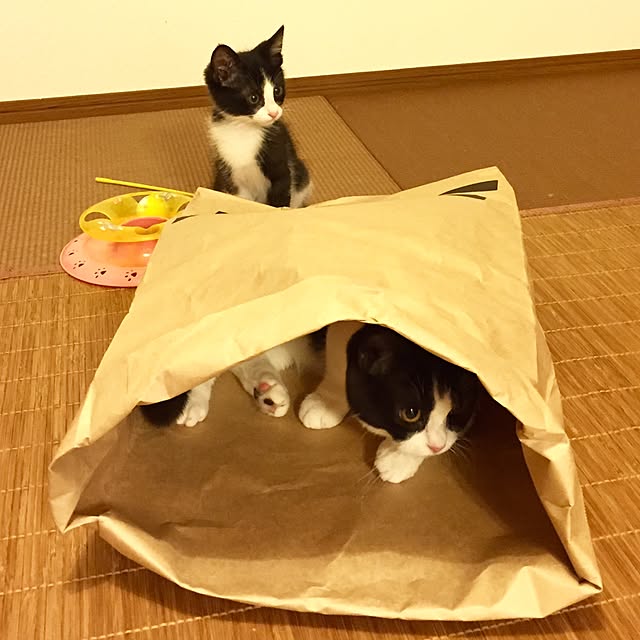butachanさんの実例写真