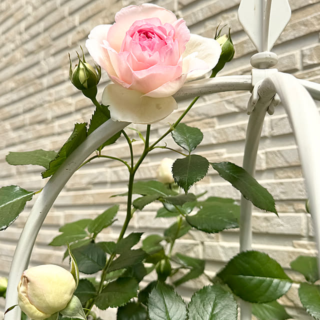 Chigusaさんの部屋