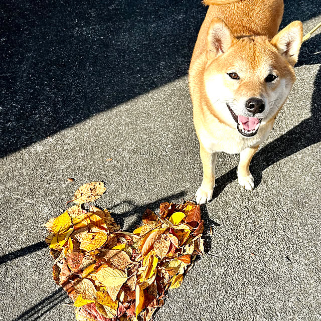 ankoさんの実例写真