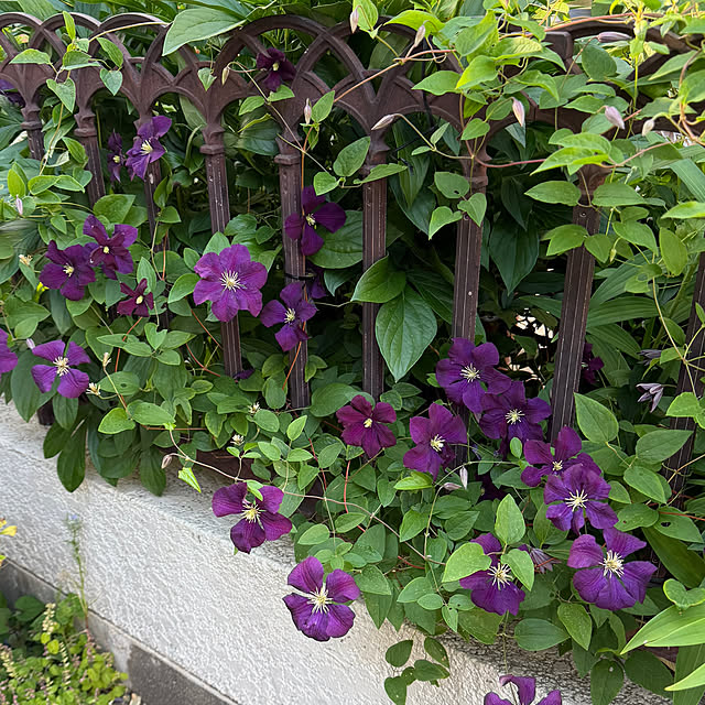 mamizaさんの部屋
