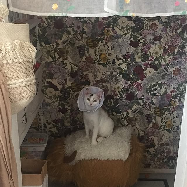 Tanukoさんの実例写真