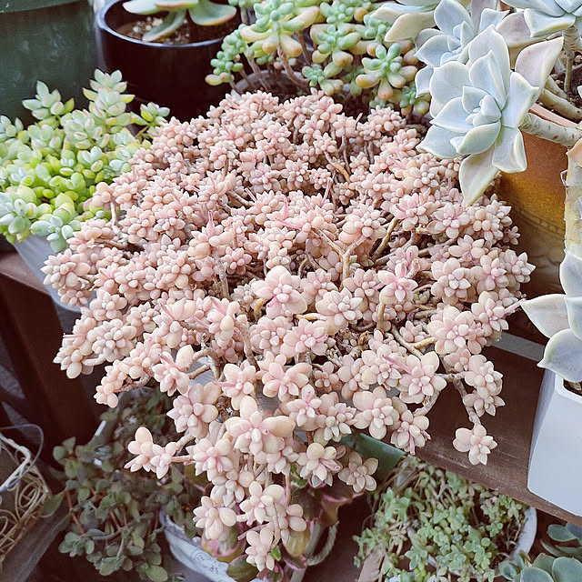 VERANDARJUNさんの実例写真