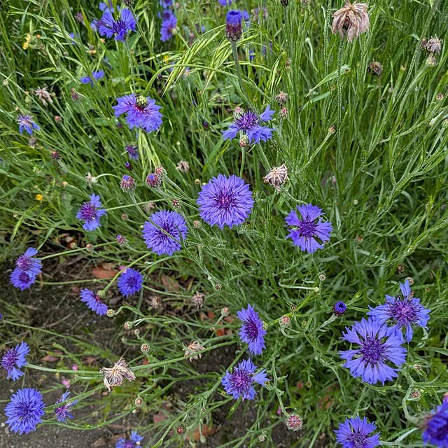 minnieさんの部屋