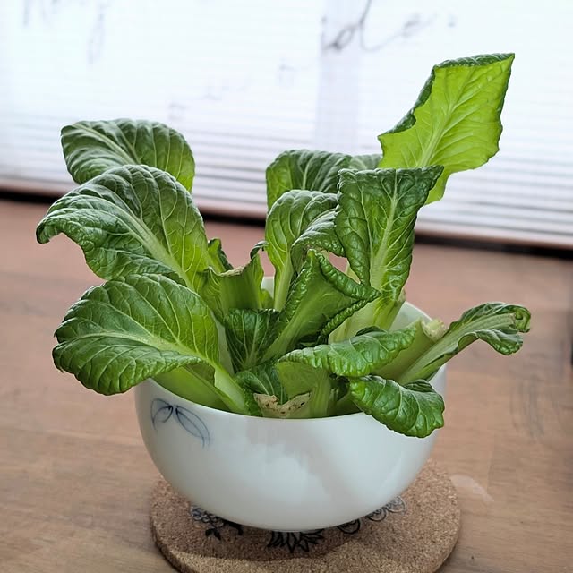 naoporonさんの部屋