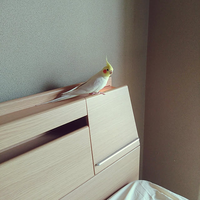 toratanさんの実例写真