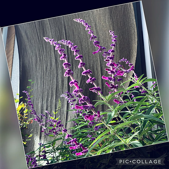 yukarin-gardenさんの実例写真