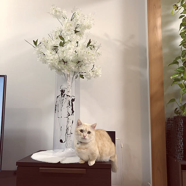 フェイクフラワー/10分でできる/マンション/猫/棚のインテリア実例 - 2021-02-10 22:31:36